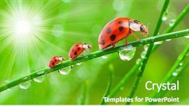 Presentation with family day - Audience pleasing presentation theme consisting of leaves clean nature - early morning scenery the ladybugs backdrop and a shamrock green colored foreground