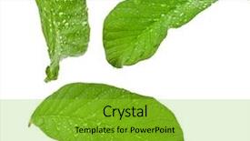  Presentation with guava fruits - Colorful slide deck enhanced with leaves guava set close up backdrop and a yellow colored foreground