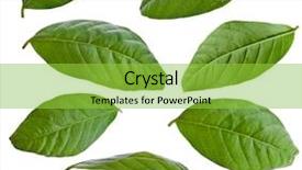  Presentation with guava fruits - Amazing PPT layouts having leaves guava set close up backdrop and a yellow colored foreground
