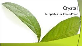  Presentation with guava fruits - Colorful presentation theme enhanced with leaves guava tree close up backdrop and a white colored foreground
