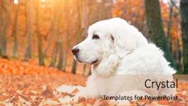  Presentation with sheepdog - Amazing presentation theme having leaves in autumn fall backdrop and a coral colored foreground
