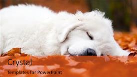  Presentation with sheepdog - PPT theme featuring leaves in autumn fall background and a red colored foreground