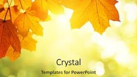  Presentation with autumn leaves - Presentation having leaves in autumn forest background and a yellow colored foreground