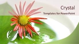  Presentation with water on leaf - Audience pleasing slides consisting of leaves in bowl of water backdrop and a  colored foreground