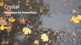  Presentation with rain water falling - Presentation theme having leaves in rain water puddle background and a  colored foreground