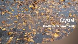  Presentation with rain water falling - Cool new PPT layouts with leaves in rain water puddle backdrop and a coral colored foreground