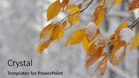 Presentation with yellow leaves of ginkgo biloba - Presentation theme consisting of leaves in snow late fall background and a light gray colored foreground