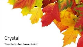  Presentation with autumn leaves - PPT theme consisting of leaves isolated on white background background and a  colored foreground