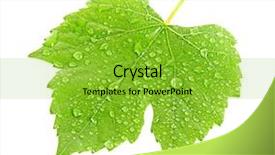  Presentation with green maple leaves - Presentation theme enhanced with leaves isolated on white background and a shamrock green colored foreground