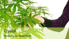  Presentation with cannibis - PPT layouts consisting of leaves of a cannibis plant background and a yellow colored foreground