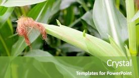  Presentation with corn plant - PPT layouts with leaves of a corn plant background and a seafoam green colored foreground