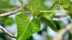  Presentation with green leaves - PPT theme with leaves of a fig tree background and a  colored foreground