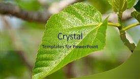  Presentation with fig tree - Beautiful presentation theme featuring leaves of a fig tree backdrop and a  colored foreground