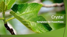  Presentation with fig tree - Colorful PPT theme enhanced with leaves of a fig tree backdrop and a tawny brown colored foreground