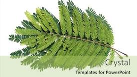  Presentation with fabaceae - Amazing presentation theme having leaves-of-albizia-julibrissin-close backdrop and a yellow colored foreground