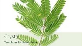  Presentation with family tree - Presentation theme enhanced with leaves-of-albizia-julibrissin-close background and a mint green colored foreground