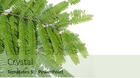  Presentation with fabaceae - Colorful presentation design enhanced with leaves-of-albizia-julibrissin-close backdrop and a yellow colored foreground