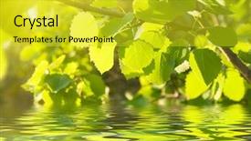  Presentation with pure water - Colorful presentation theme enhanced with leaves of aspen and pure backdrop and a yellow colored foreground