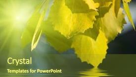  Presentation with pure water - Beautiful presentation featuring leaves of aspen and pure backdrop and a tawny brown colored foreground