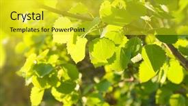  Presentation with chemistry leaves green leaf - PPT theme featuring leaves of aspen and sunlight background and a  colored foreground