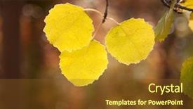  Presentation with autumn leaves - Presentation theme enhanced with leaves of aspen in autumn background and a  colored foreground