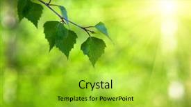  Presentation with nature sun leaves - Beautiful presentation theme featuring birch and sunny day backdrop and a yellow colored foreground
