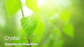  Presentation with deep - Slides featuring leaves of birch in deep forest background and a shamrock green colored foreground