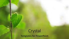  Presentation with deep - PPT theme consisting of closeup sun rising - leaves of birch in deep background and a gold colored foreground