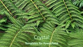  Presentation with fern - Slide set having fern natural green background background and a tawny brown colored foreground