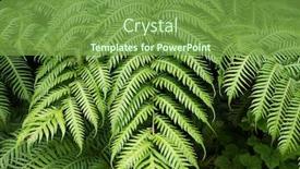  Presentation with fern - Colorful slides enhanced with fern natural green background backdrop and a seafoam green colored foreground