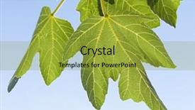  Presentation with fig tree - Beautiful PPT theme featuring leaves of fig isolated backdrop and a  colored foreground