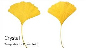  Presentation with ginkgo - Colorful slides enhanced with leaves of ginkgo ginkgo biloba backdrop and a white colored foreground