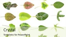  Presentation with green house - PPT theme consisting of leaves of green house plants background and a soft green colored foreground