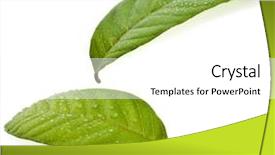  Presentation with guava fruits - Presentation design featuring leaves of guava close up background and a white colored foreground