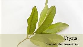  Presentation with custard apple kulfi - Slide deck featuring leaves of indian custard apple background and a yellow colored foreground