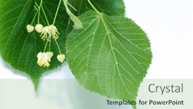  Presentation with lime - Audience pleasing presentation theme consisting of leaves of lime backdrop and a seafoam green colored foreground