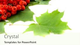  Presentation with maple leaves - Slides with leaves of maple and mountain ash background and a soft green colored foreground