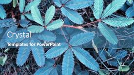  Presentation with plant - Colorful presentation theme enhanced with leaves-of-mimosa-pudica-sensitive backdrop and a teal colored foreground