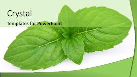  Presentation with mint - Beautiful PPT theme featuring leaves of mint in closeup backdrop and a  colored foreground