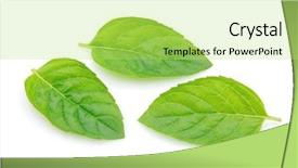  Presentation with chemistry leaves green leaf - Colorful presentation theme enhanced with leaves of mint backdrop and a yellow colored foreground