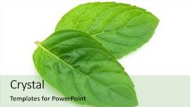  Presentation with mint - Presentation with leaves of mint background and a seafoam green colored foreground