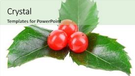  Presentation with berries - Colorful PPT layouts enhanced with leaves of mistletoe with berries backdrop and a mint green colored foreground