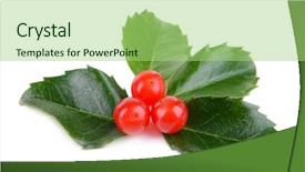  Presentation with fall leaves border white - Presentation consisting of leaves of mistletoe with berries background and a  colored foreground