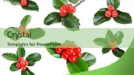  Presentation with isolated fall oak leaf - Amazing PPT layouts having leaves of mistletoe with berries backdrop and a seafoam green colored foreground