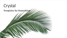  Presentation with palm leaves - Presentation theme having leaves of palm tree isolated background and a  colored foreground