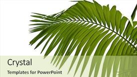  Presentation with coconut tree - Cool new presentation theme with leaves of palm tree isolated backdrop and a yellow colored foreground
