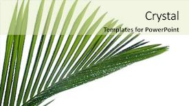  Presentation with palm leaves - Slide deck with leaves of palm tree with waterdrop isolated on white background background and a soft green colored foreground
