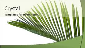  Presentation with palm leaves - Audience pleasing presentation theme consisting of leaves of palm tree with waterdrop isolated on white background backdrop and a soft green colored foreground