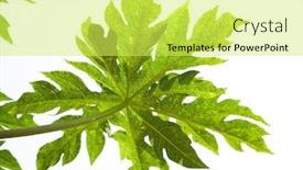  Presentation with papaya - Colorful slides enhanced with leaves of papaya tree isolated on white background backdrop and a yellow colored foreground