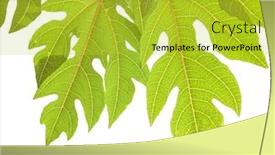  Presentation with papaya - Presentation theme having leaves of papaya tree isolated on white background background and a yellow colored foreground
